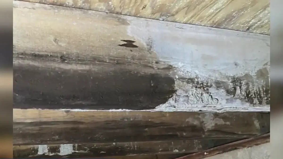Black mold and white fungal growth on a crawl space floor joist