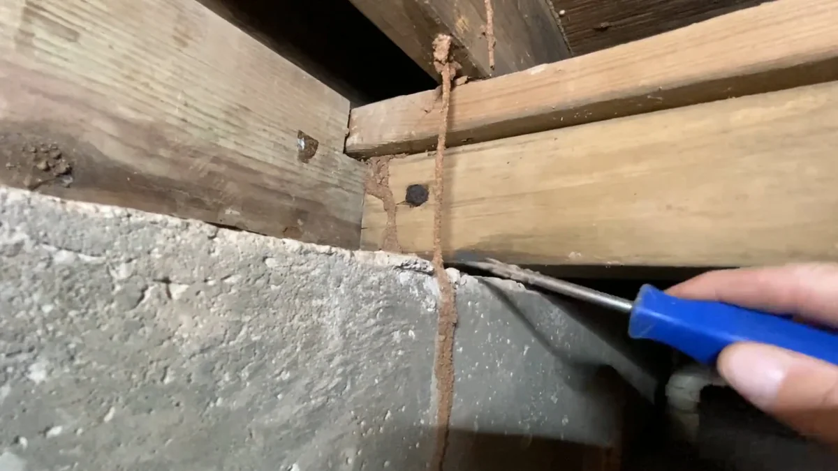 Termite mud tube running up a crawl space foundation wall to the wood sill, being checked with a screwdriver